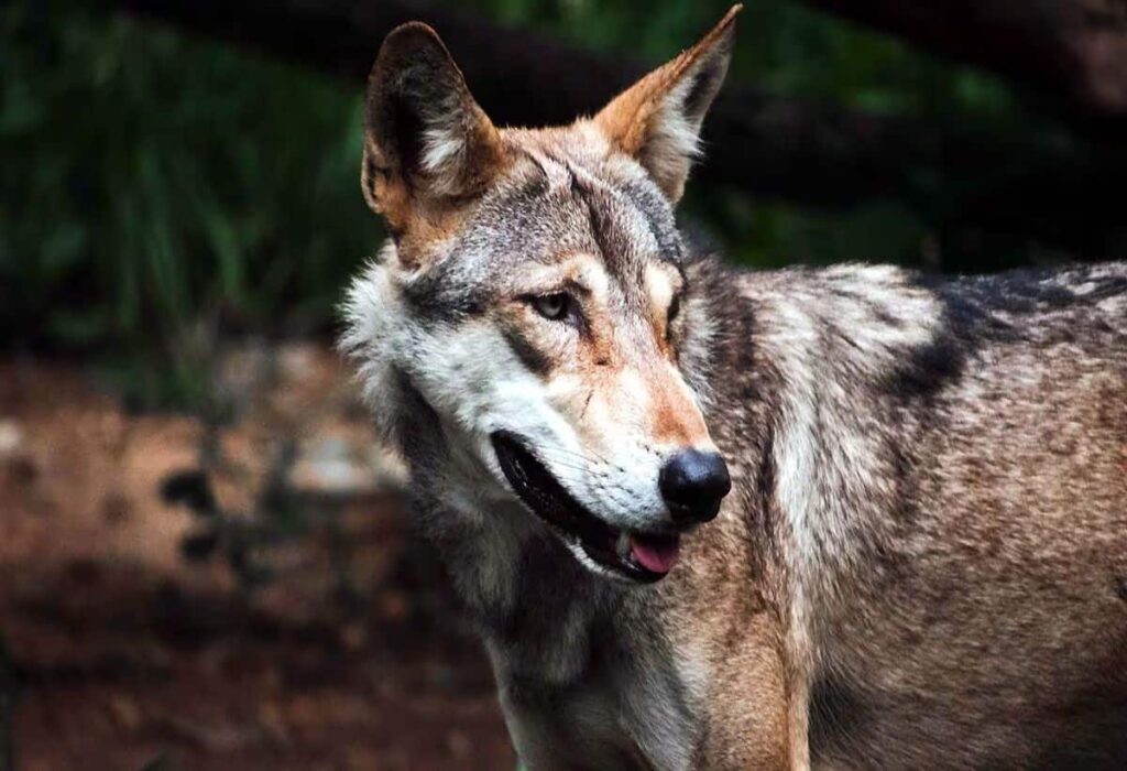 Bahraich Wolf Attack: Operation in UP Ends with Last Female Wolf Killed