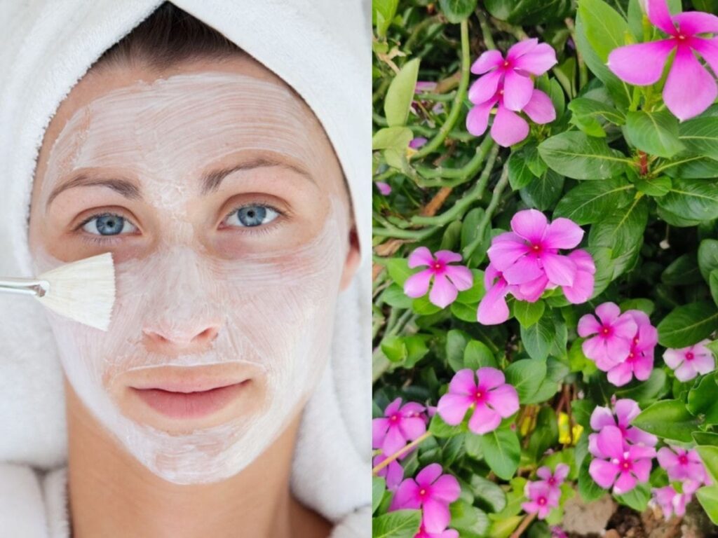 Evergreen Flower Benefits for Skin: Create Your Own Face Pack!