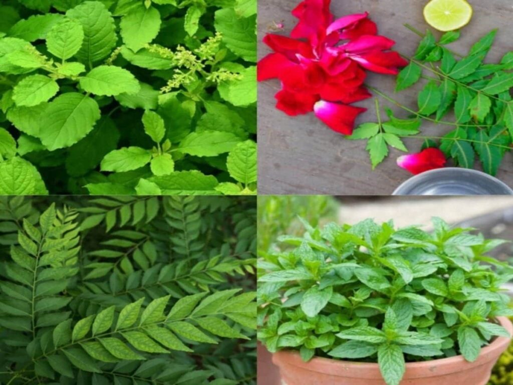 Health Boost: 5 Leaves That Keep Illness at Bay!