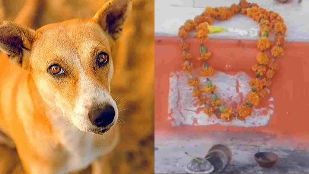 In Rajasthan, a temple dedicated to a dog where it fought off dacoits to save its owner; an intriguing story of worship.