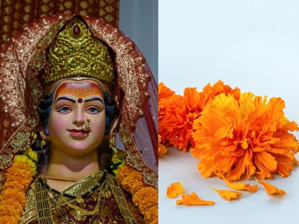 Navratri 2024: Elevate Your Offerings with Marigolds or Roses!