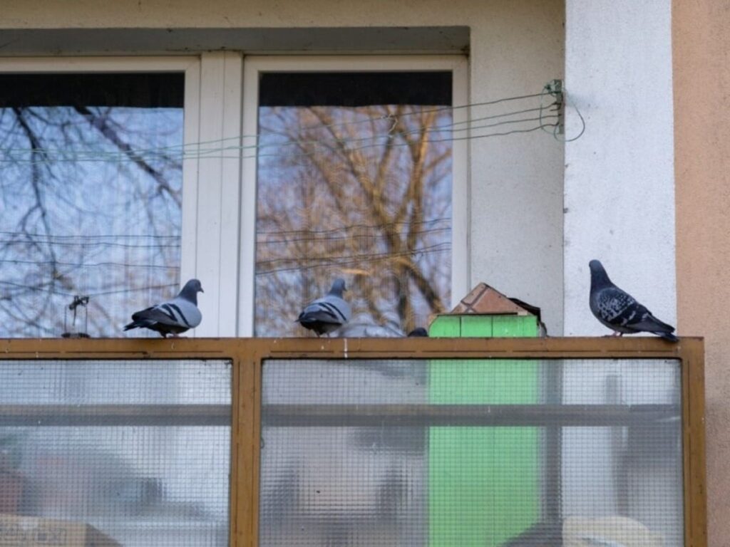 Say Goodbye to Balcony Pigeon Mess with These Simple Tips!