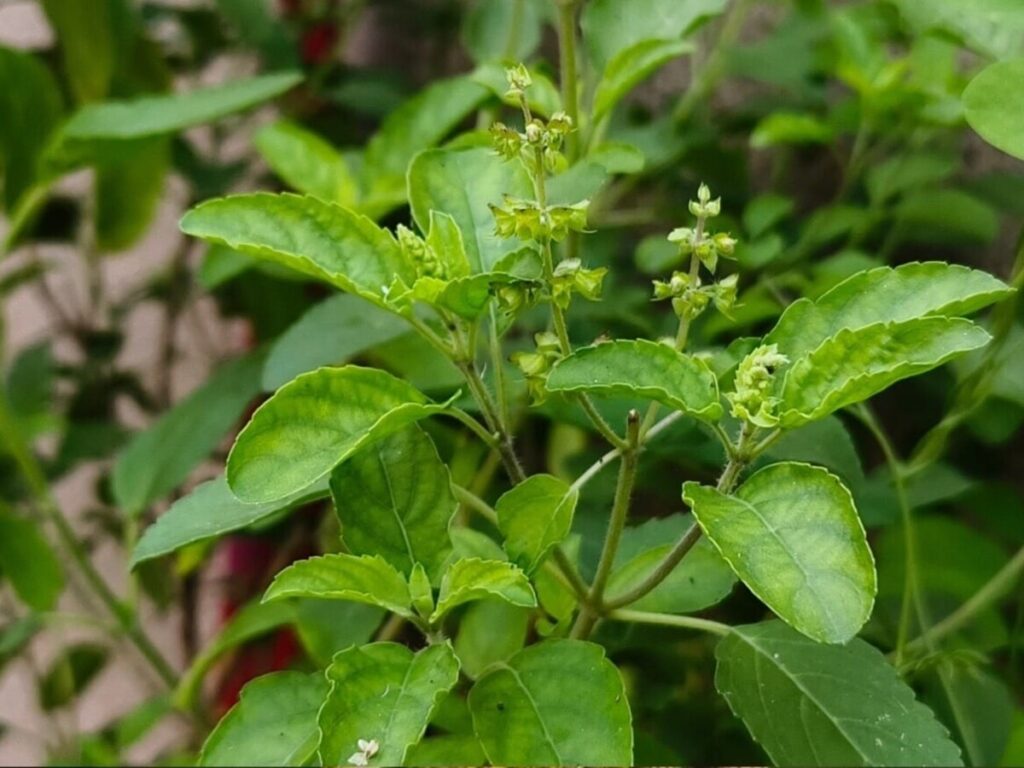 Why Your Basil Plant Keeps Dying and How to Keep It Thriving