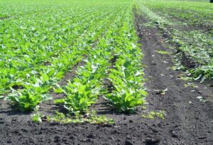 Winter Vegetable Farming: Become a Millionaire and Stay Healthy